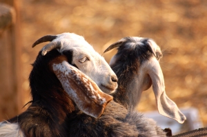 Goat friends